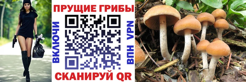 где купить наркоту  Старый Оскол  Псилоцибиновые грибы GOLDEN TEACHER 